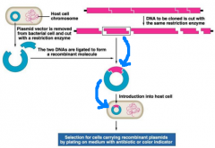-3-5kb circular DNA molecules
-optimized for lab experiments
-once a gene is placed inside a plasmid, it must be introduced into host cell
-usually done via transformation
-host cell divides and copies of recombinant plasmids can be detected by se...