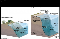 -The oceanic pelagic zone is constantly mixed by wind-driven oceanic currents
-Oxygen levels are high
-Turnover in temperate oceans renews nutrients in the photic zones; year-round stratification in tropical oceans leads to lower nutrient concen...