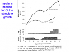 Insulin
 
Reduction in insulin => decreased growth rate even with GH