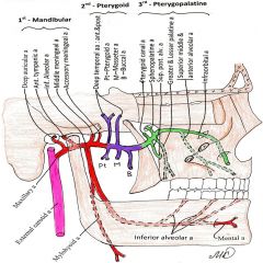 Maxillary artery is abranch off the EC aa. 
The maxillary artery has 3 regions of ateries it splits into.
Mandibular - Deep Auricular, Anterior tympanic, Inferior alveolar, Middle meningeal, Accessory Minengeal. 
Pterygoid - Pt (med+lat), Deep ...