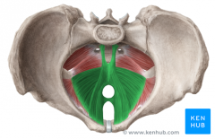 Levator Ani (Bulk of Pelvic Diaphragm)