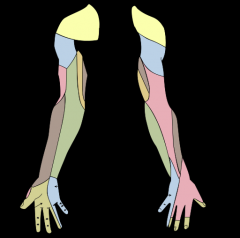 What is the innervation of the following colors?
Yellow
Blue arm
Pink
Brown
Green Hand
Blue Hand
Green Arm
Orange and Brown inner arm