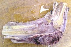 tissue from 4 yo MN great dane with swelling of the right fore limb and lameness. mdx? ddx?