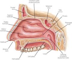 Where are the maxillae sinuses ?