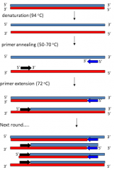 1. denaturation: melting the two DNA strands by heating to 94 degrees (dsDNA --> ssDNA)
2. primer annealing: cool the reaction to between 50-70 degrees, marked the region that is going to be amplified, designed by the researcher
3. primer extensio...