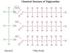 -Three fatty acids joined by one molecule of glycerol (carboxyl group attached to a hydrocarbon chain) 


-Used for long term energy storage, thermal insulation, and protection


-Can be saturated or unsaturated