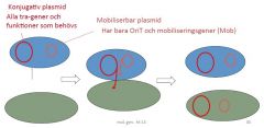 Alla plasmider har inte alla konjugationsgener (tra-gener). De kan istället ha mobiliseringsgener (Mob) som tillåter dem att åka snålskjuts med andra plasmider. 