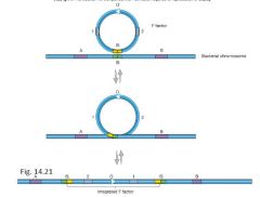 F-plasmiden kan rekombinera med kromosomen i E-coli via GEMENSAMMA IS element, detta ger en Hrf-cell.
