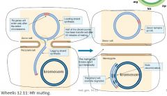 F konjugerar från sin "kromosom-position", till en annan bakterie 

OBS, OriT ligger mitt i plasmiden; och tra-generna kommer in sister efter hela kromosomen, oftast hinner inte hela över och därför är mottagar-rekombinanten F-.

F kan konju...