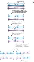 1. Brott på en eller båda strängarna (här visas dubbelsträngsbrott)

2. Nedbrytning av en av strängarna för att få enkelsträngat DNA (ssDNA)

3. ssDNA "söker upp" homologt DNA 

4. Bildar en D-loop bubbla.

5. Överkorsningar, sk. "Hol...