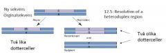 De sekvenser där endogenote och exogenote inte var exakt lika, kan DNA ha olika sekvenser på olika strängar (heteroduplex). Detta kan lösas på två sätt:

Antingen ändras en av strängarna (oftast så att orginalet, endogenotens sekvens bl...
