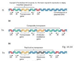 IS = Insertion sequenses (har bara gener för trransposition)

Tn = Transposoner (har gener för transpotition + andra gener)

tnp = transposas gen

Inveterted repeat = DNA skvens som är inverterad

Tn och IS är "mobila genetiska element", prec...