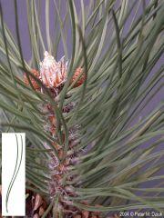 Pinus nigra 
*Big, whitish terminal bud.
*Needles radiate around bud.
*2 long needles in fascicle