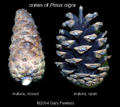 Pinus nigra
  2" brown cones  