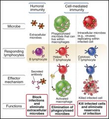 In cell-mediated immunity, T lymphocytes either activate macrophages todestroy phagocytosed microbes or kill infected cells directly.

           In humoral immunity, B lymphocytes secrete antibodies that eliminate extracellularmicrobes.