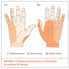 -Median nerve innervates the index and middle fingers beyond the PIP as well as the radial half of the ring finger
-Ulnar - Half of 4th and entire 5th finger
-Radial - dorsal lateral half of thumb and dorsal surface of thumb
