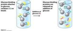 En kovalent bindning till beads sker. T.ex.  kan glukos sitta på beadsen vilket gör att glukosbindnade protein binder till beadsen, medan andra icke-glukosbindande passerar. 
Kan även göras med ex. DNA-bindande proteiner.