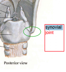 synovial joint