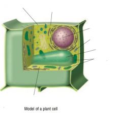 Identify the parts of the plant cell