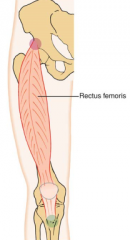 tibial tuberosity via patellar tendon