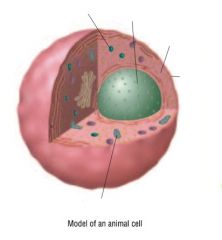 Identify the parts of the animal cell
