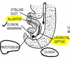 - urogenital sinus
- rectoanal canal