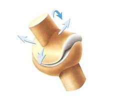 name the synovial joint
