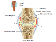 This slide shows the basic structure of a _____________________joint. The movement of this type of joint is always __________________.