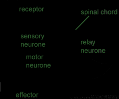 A fast, pre-programmed response to a stimulus. They are automatic so that you don't need to think about it (they don't go to the brain, only to the spinal cord). They act to protect the body