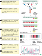-still incorporates modified nucleotides stopping replication
