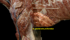 List origin, insertion, action and nerve for this muscle