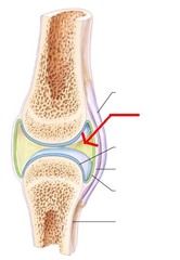 name the synovial joint structure