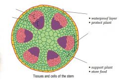 Identify the tissues and cells of the plant stem