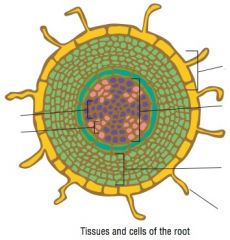 Identify the tissues and cells of the plant root