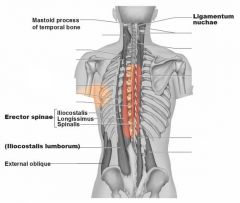 Erector Spinae Spinalis