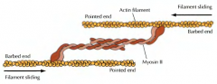 No fim da mitose, um anel de contração é formado de baixo da membrana plasmática, que constiste em filamentos de actina unidos uns aos outros por miosina. Á medida que o anel de contração se encurta os filamentos de actina também se vão ...
