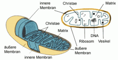 - bestehen aus 2 Membranen

- innere Membran stark gefaltet (Christae) --> dadurch größere Oberfläche