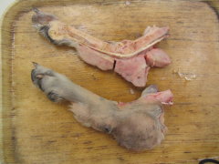 tissue from dog w/ swelling of the distal limb and lameness.  mdx? ddx?