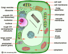 In the cytoplasm of a plant and is filled with chlorophyll and pigment. It converts sun energy into carbohydra.
