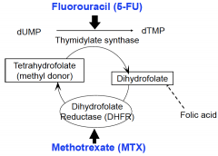 it does not require the action of dihydrofolate reductase for its conversion, its function as a vitamin is unaffected by inhibition of this enzyme by drugs such as methotrexate. This is the classical view of Folinic acid rescue therapy.