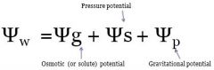 - Water moves toward lower water potential
- Measures in MPa (pressure units)

Water potential = solutte potential + pressure potential + gravitational potential

- Water potentials are normally negative