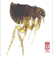 Siphonaptera (Fleas)
Ctenocephalidesfelis