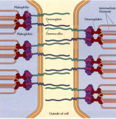Desmossomas são junções entre células adjacentes. Nestas junções os filamentos intermédios estão no interior da célula, associados a proteínas intracelulares, as desmoplaquinas, através de keratina. As desmoplaquinas estão associadas ...
