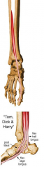 Dorsal aspect of base of distal phalanx of great toe (hallux)