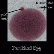 It is a female sex cell and its produced after each meiotic division and there is little nutrients in them so it dies. End up with one cell but its the biggest in human body