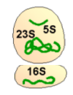 zwei Untereinheiten


Prokaryoten: 3 rRNA + 52 Proteine (70S)


Eukaryoten: 4 rRNA + 
82 Proteine (80S)
