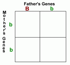 Fill in this Punnet Square  - Bb x bb and list phenotype and genotype.