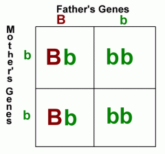Genotype: 2/4 Bb, 2/4 bb


 


Phenotype: 2/4 father's genes, 2/4 mother's genes