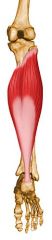 head and upper third of the dorsal surface of fibula
line of soleus muscle in tibia
tendinous arch b/w head of fibula and tibia