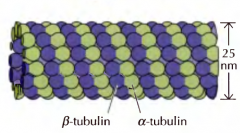 São constituidos por tubulinas-alfa e beta aos pares que formam filamentos paralelos enrolados em torno de poro sem nada.
